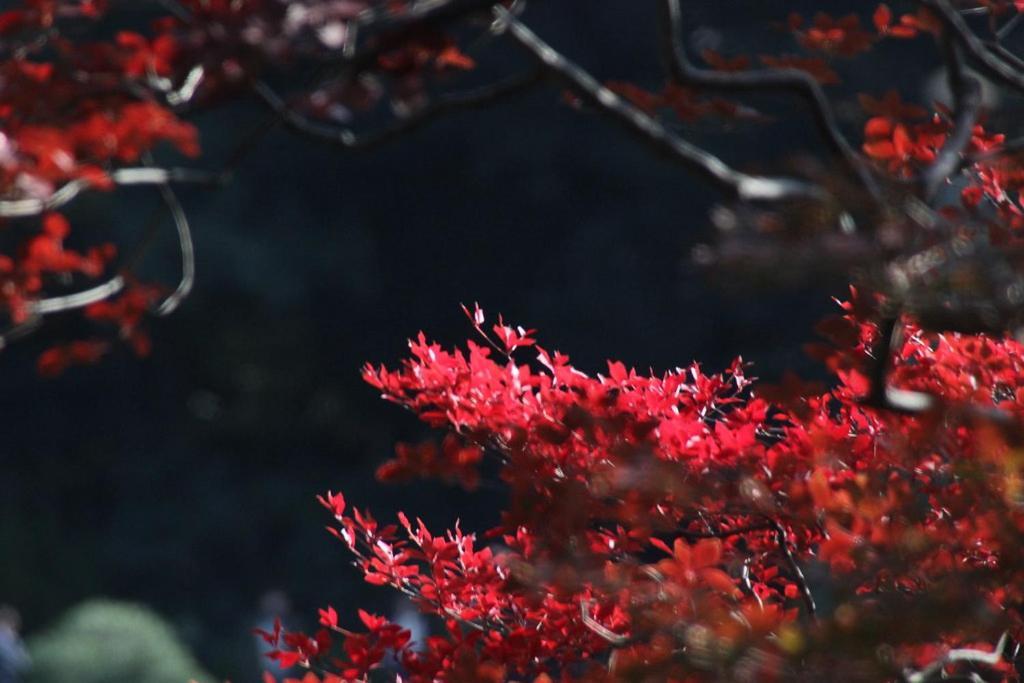 Tora Tokyo-rikugienn 寅ホテル 六義園 C Tokio